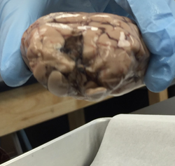 Screen Shot 2016-05-17 at 1.04.20 PM