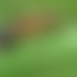 Are the Ants Marching In?