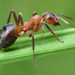 Are the Ants Marching In?