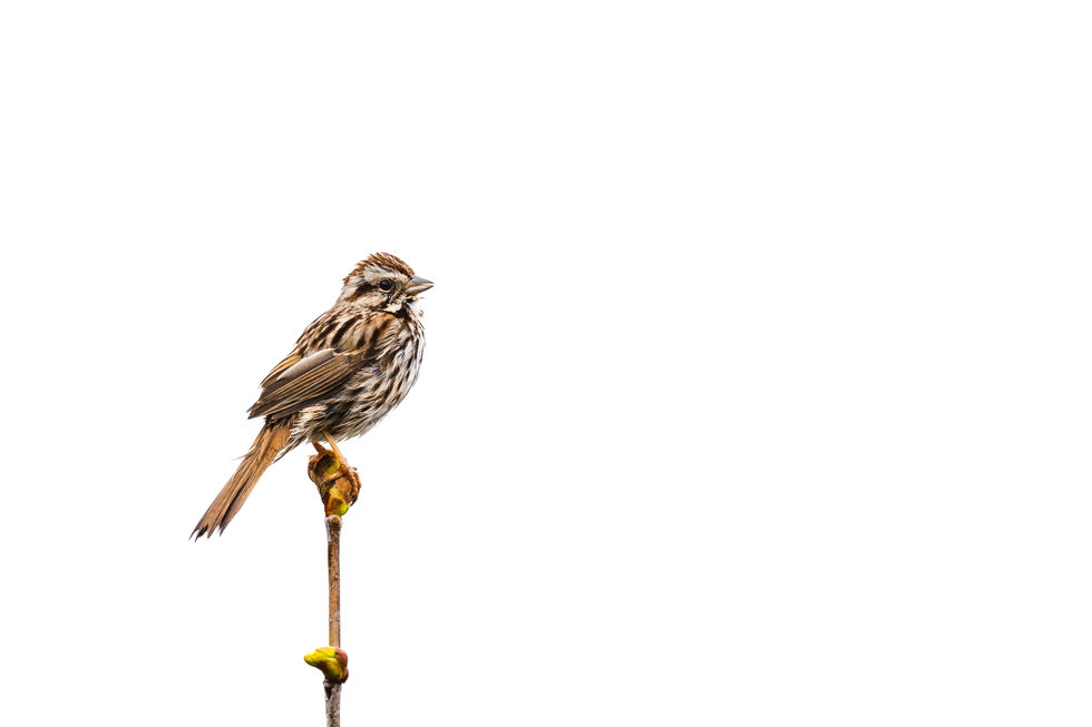 A small bird with speckled brown and black feathers rests atop a tall, skinny plant.