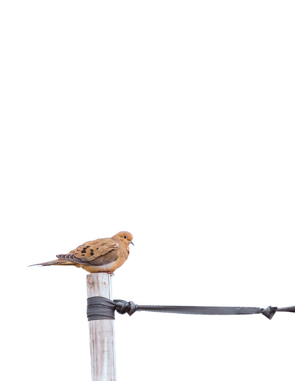 A mourning dove rests atop a telephone pole, its brown feathers highlighted against a white background.