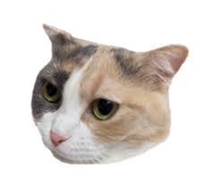 Writer: Jhenelyn Cruz