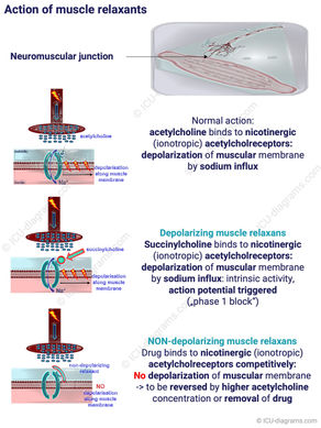 Action of muscle relaxants / 197-MS-PR-1