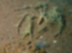 Long Legged Spider Crab