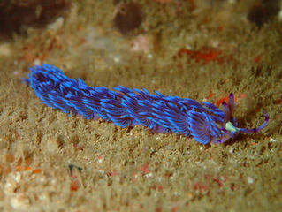 The Wonders of Singapore Waters.