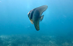 Juvenile batfish