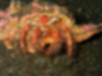 Hermit Crab