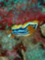 Nudibranch