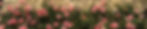creation care banner.jpg
