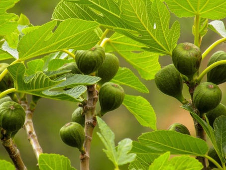 Third Sunday of Lent