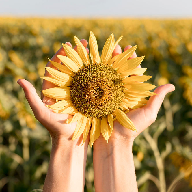 close-up-hands-holding-sunflower.jpg