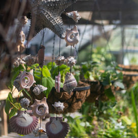 Plants inside the greenhouse at Wollam
