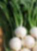 Turnip, Tokyo Market