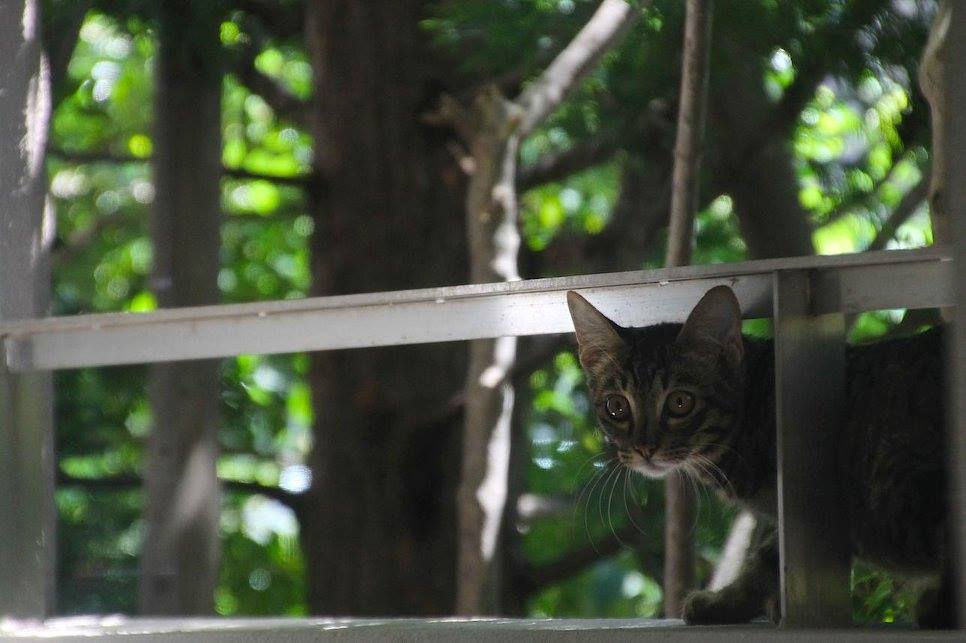 11223824_507003739463800_3310980356046277216_o