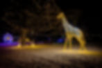 Zoo Animals