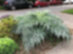 Thumbnail: Cardoon