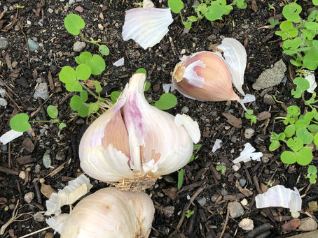 Garlic & Shallot Planting in 2 Easy Steps + Video Tutorial!