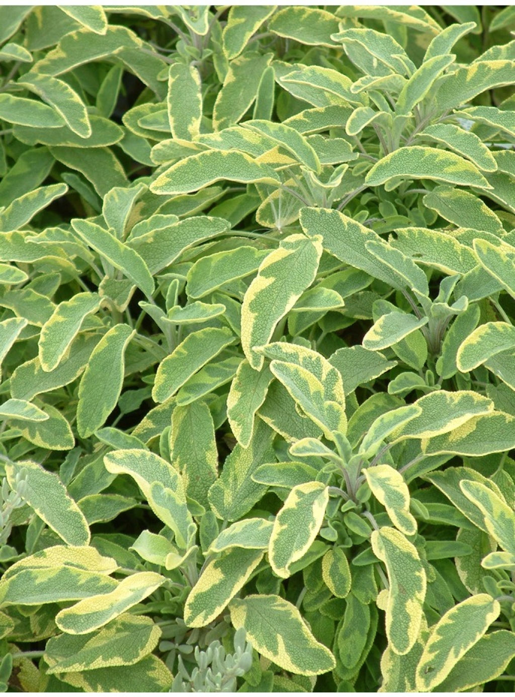 Sage, Icterina (Golden variegated)