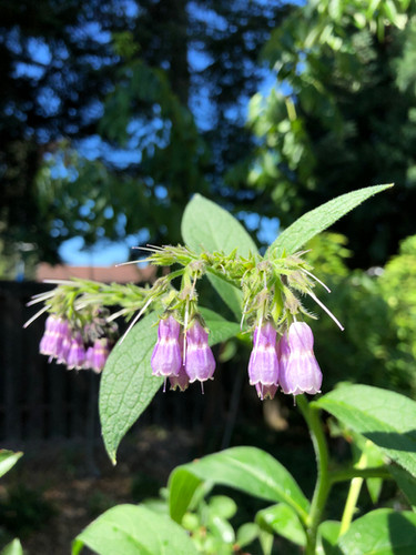 Comfrey, Russian | GrowingRootsTogether