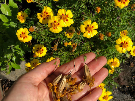 Harvesting marigold seeds