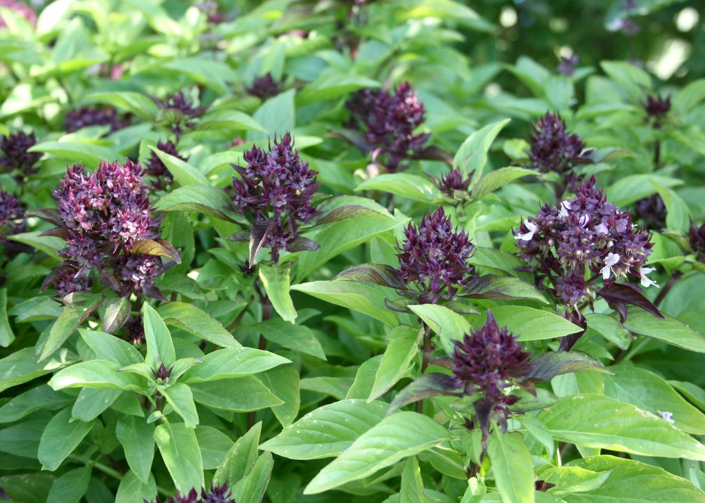 Basil, Thai Siam Queen