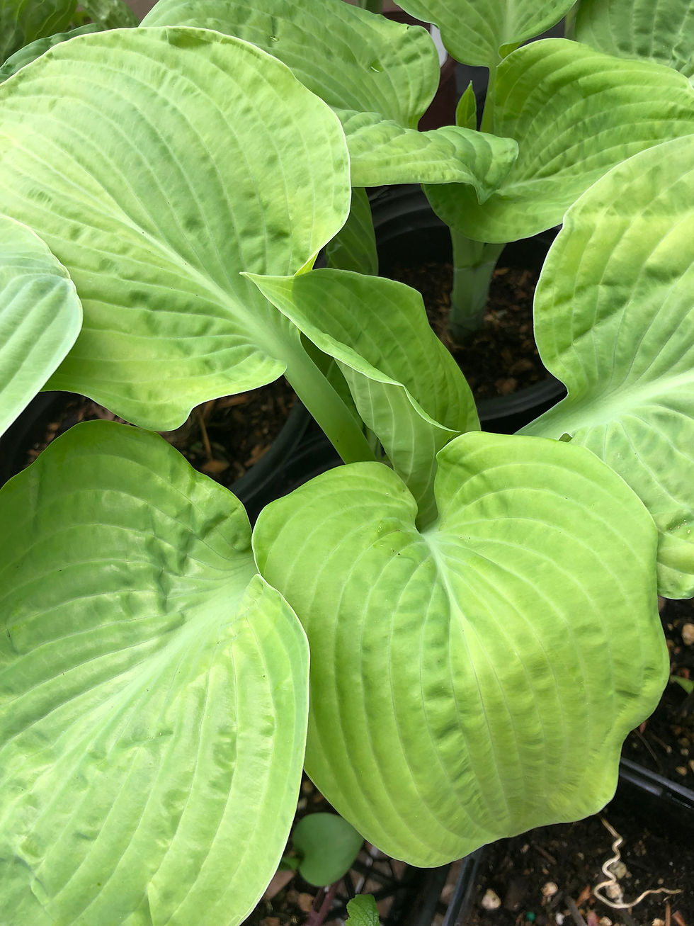 Thumbnail: Hosta