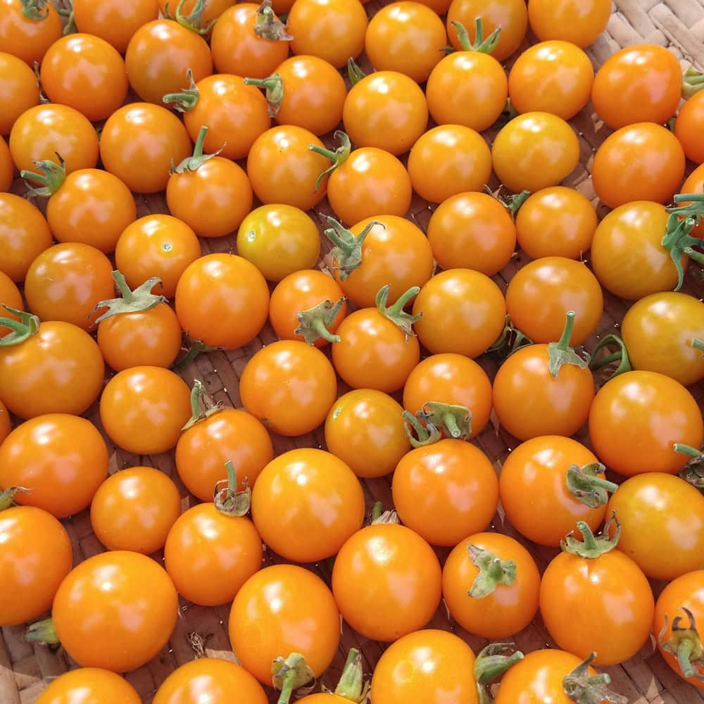Tomato, California Sungold