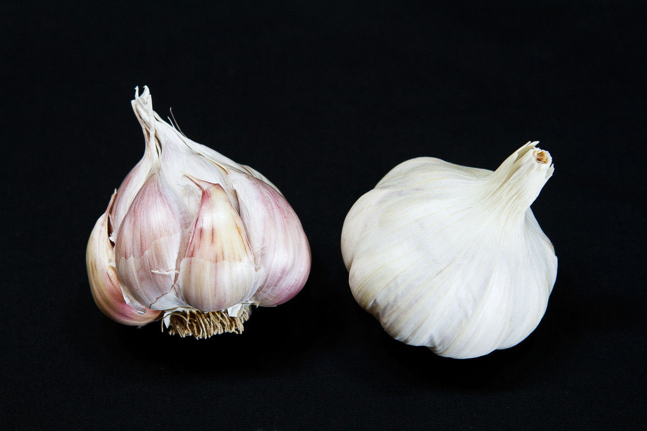 Garlic, Nootka Rose (Softneck)