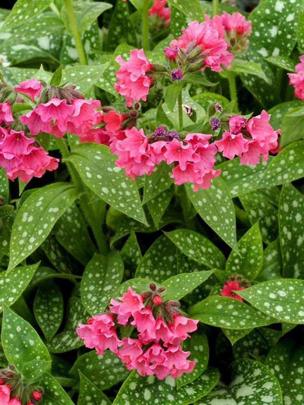 Pulmonaria 'Shrimps on the Barbie' (Lungwort)