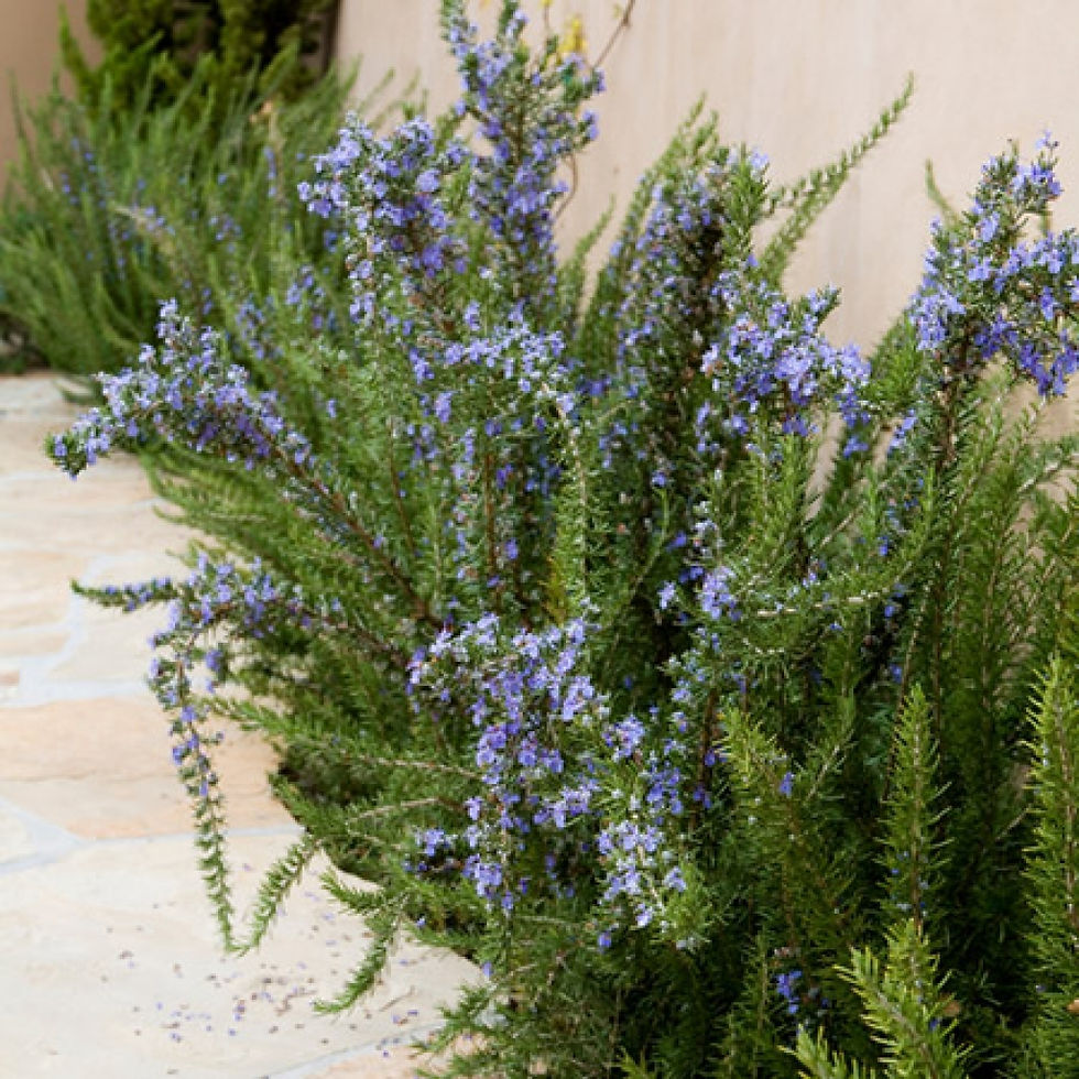 Rosemary, Arp