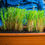 Thumbnail: Lemongrass