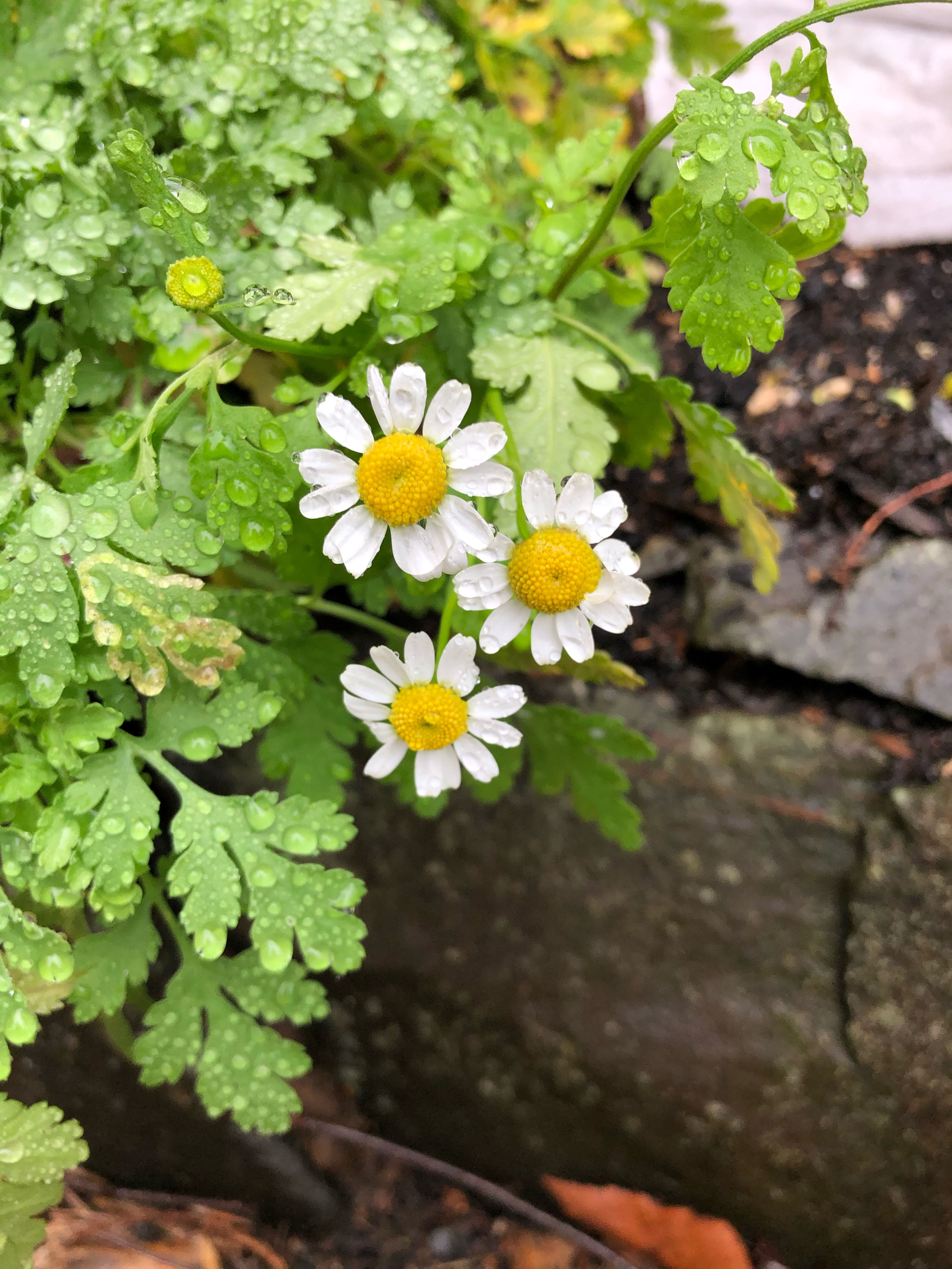 Feverfew