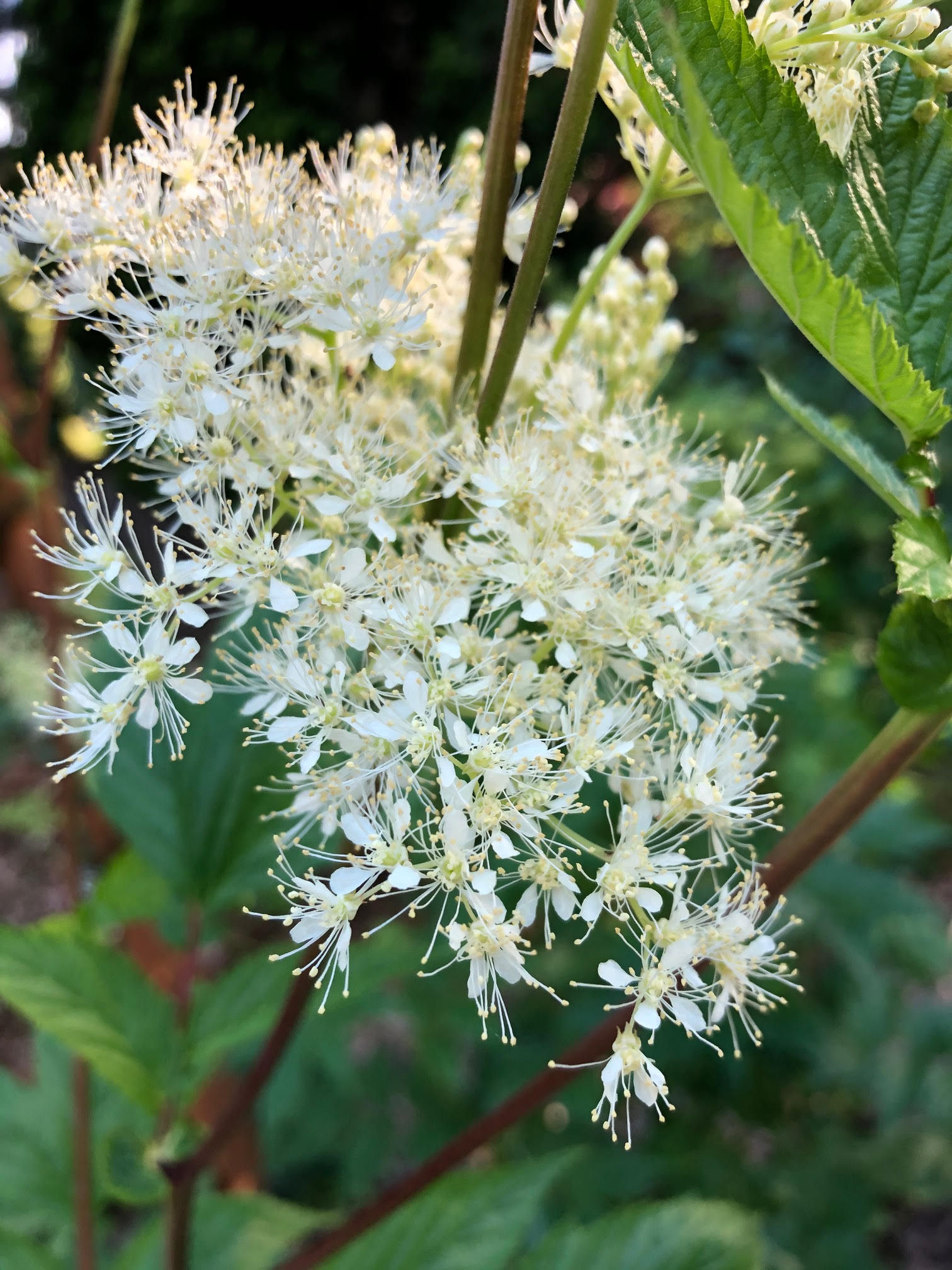 Meadowsweet