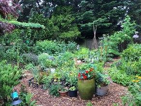 Favorite Urban Food Forest Plants