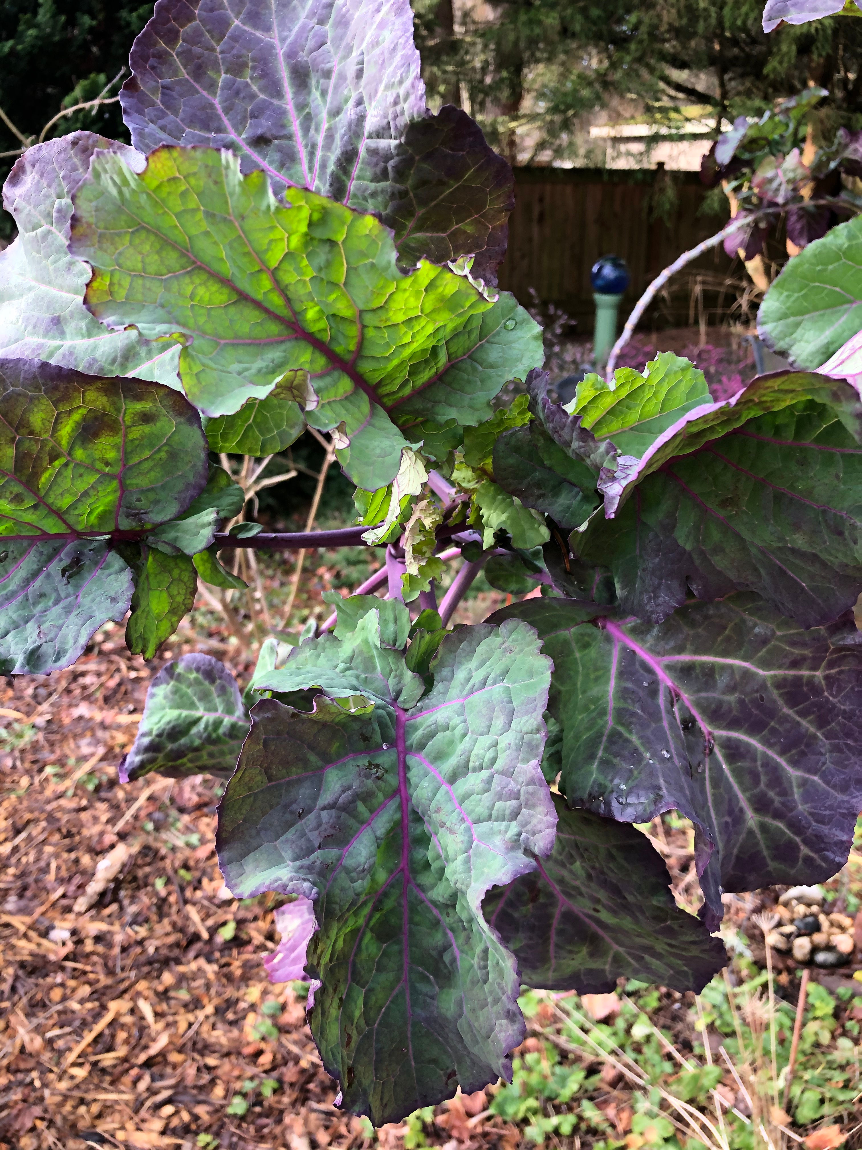 Purple Tree Collard (Perennial kale/collard)