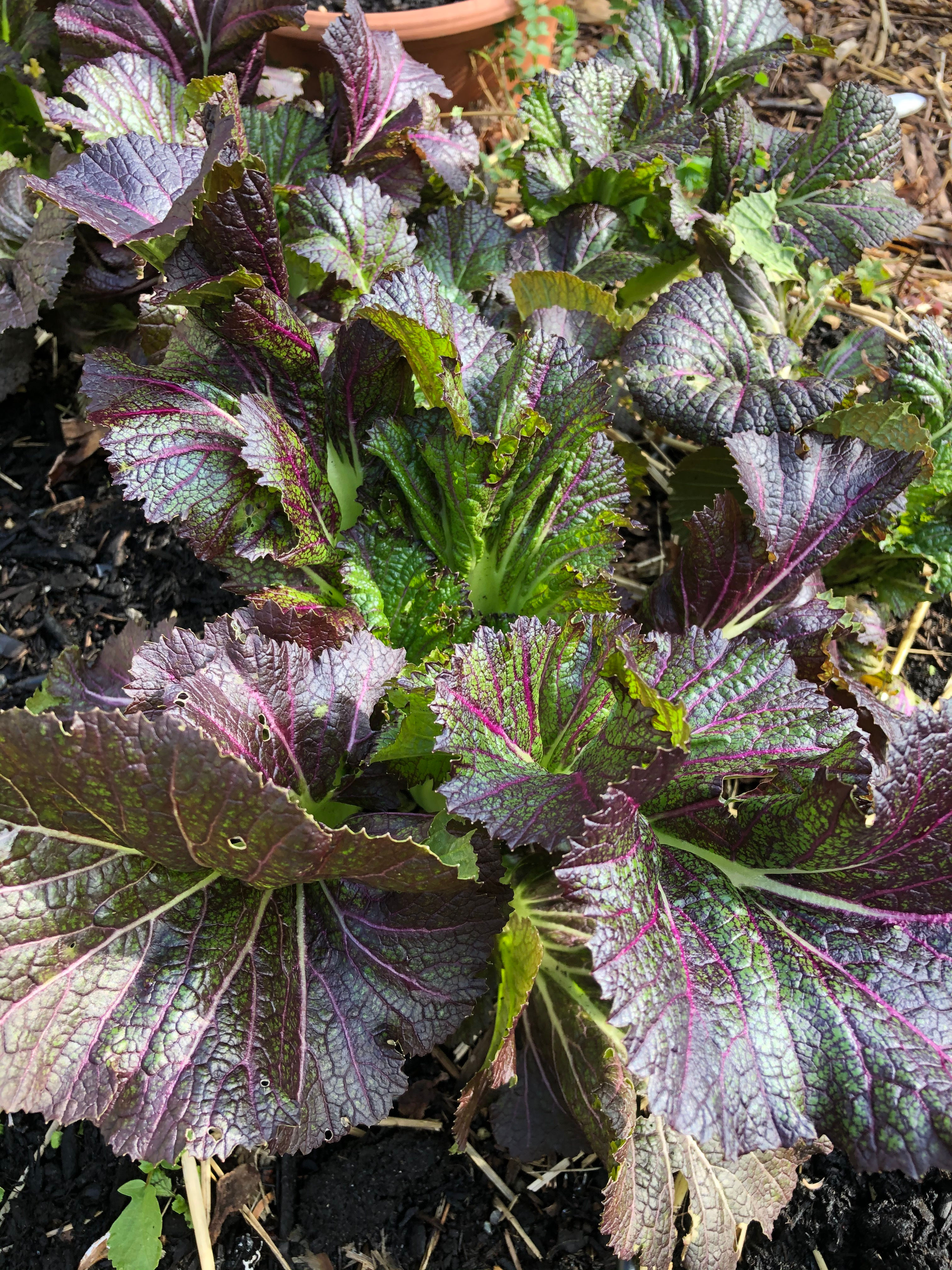 Mustard Greens, Dragon Tongue