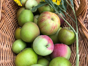 Apple Tree Care & Pest Prevention