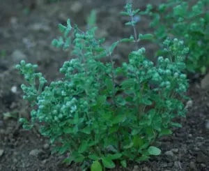 Thumbnail: Sweet Marjoram