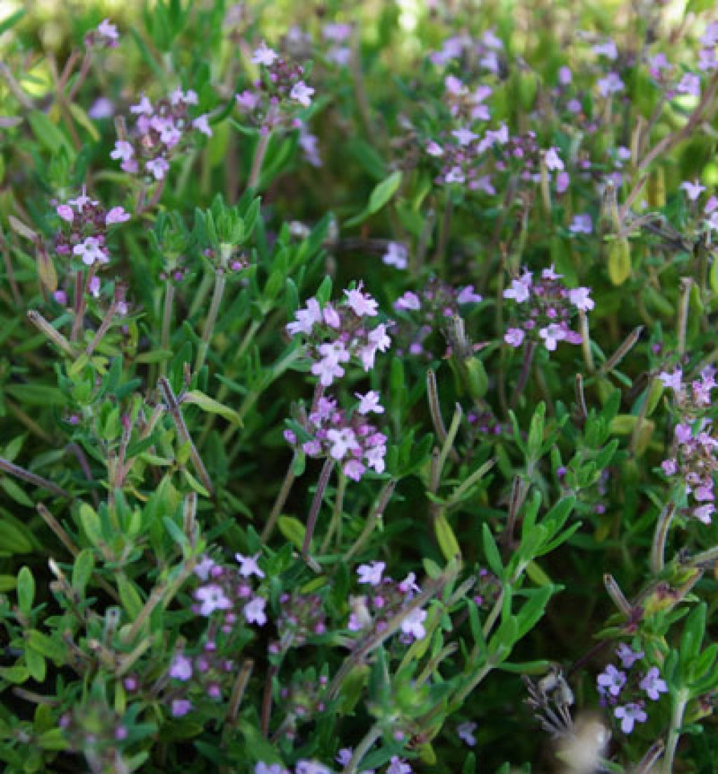 Thyme, English