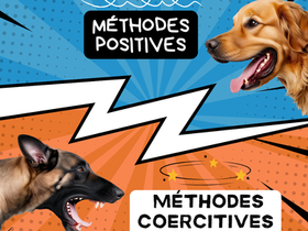 malinois et golden retriever