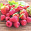 Thumbnail: IKEA Potpourri, Scented/Red Garden Berries Red