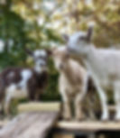 🐐Happy Hooves Family Goat Yoga