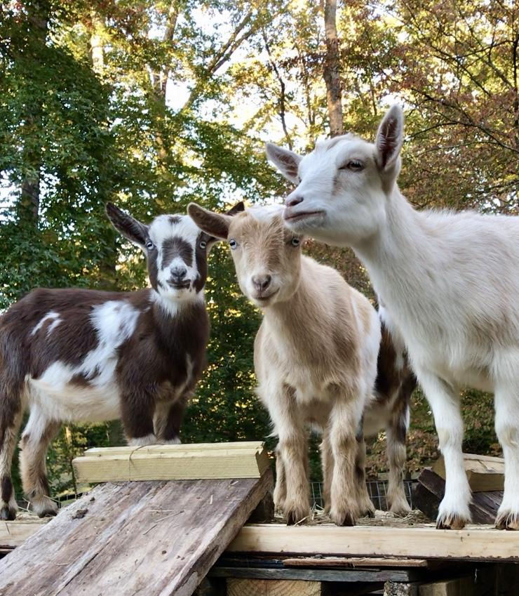 🐐Happy Hooves Family Goat Yoga