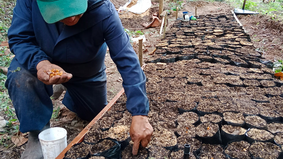 Vista aérea de un vivero comunitario con árboles nativos en crecimiento
