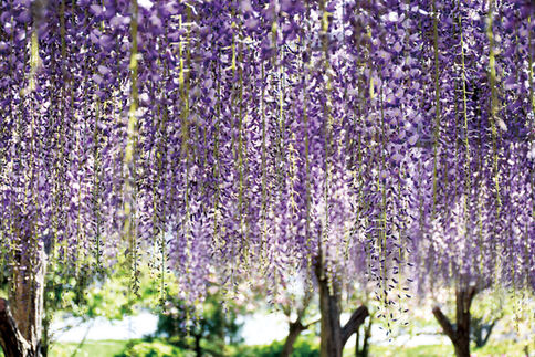 藤の花