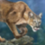 Le Puma