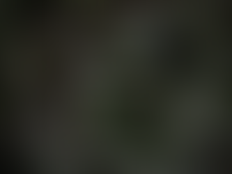 Primal Greens [Produkttest]
