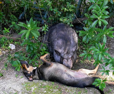 pig%2520and%2520dobbie_edited_edited.jpg