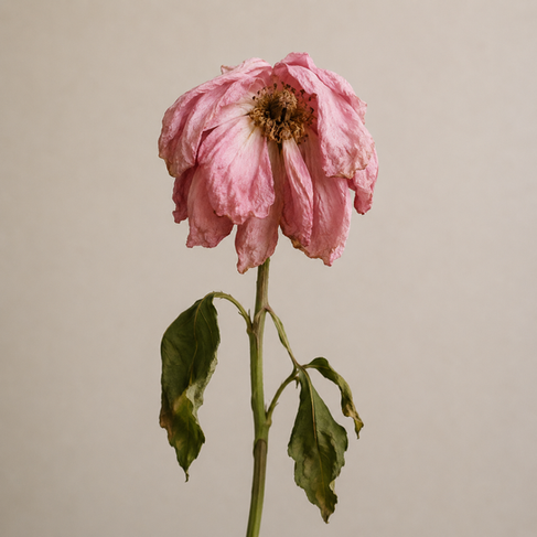 Verwelkte Rose mit hängenden Blütenblättern als Sinnbild für Vergänglichkeit, Achtsamkeit und den Kreislauf der Natur