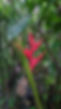 Heliconia.jpg